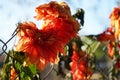 Almost dried Dahlia variabilis flower