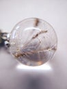 Dried dandelion blowball flower plant epoxy resin ball ring necklace pendant jewelry macro photo