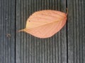 Dried dark brown leaf isolated