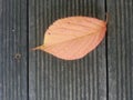 Dried dark brown leaf isolated