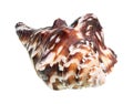 Dried dark brown shell of muricidae mollusc cutout Royalty Free Stock Photo