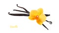 Dried dark brown vanilla pods and yellow orchid flower isolated on white background. Aromatic vanilla beans as spice