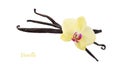 Dried dark brown vanilla pods and yellow orchid flower isolated on white background. Aromatic vanilla beans as spice Royalty Free Stock Photo