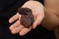 Dried Dates in Female Hand. Offering a handful of glossy, sweet dried dates