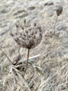 Dried Daucus carota Plantarium plant on a field in nature in early spring Royalty Free Stock Photo