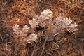 Dead branches lying on a bed a conifer needles