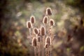 Dried dead brown milk thistle, in fall and winter. The thistle, or silybum marianium, is a spike wild flower present in Europe.