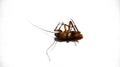 Dried dead cockroach on a white background