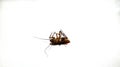 Dried dead cockroach on a white background