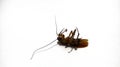 Dried dead cockroach on a white background