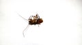 Dried dead cockroach on a white background