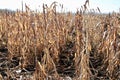 Dried dead corn stalk in the field