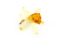 Dried dead flower on white Royalty Free Stock Photo