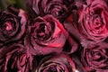 Dried dead flowers red rose. Wilted roses. Royalty Free Stock Photo