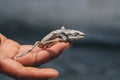 Dried dead frog showing its body skeleton on hand isolated on white