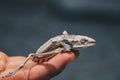 Dried dead frog showing its body skeleton on hand isolated on white