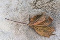 Dried dead leaf on sand Royalty Free Stock Photo