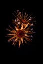 Dried dead Pink Protea Flower in the dark Royalty Free Stock Photo