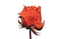 Dried Dead Red Roses Dead Flowers On White Background Royalty Free Stock Photo