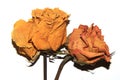 Dried Dead Red Roses Dead Flowers On White Background Royalty Free Stock Photo