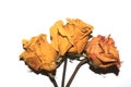 Dried Dead Red Roses Dead Flowers On White Background Royalty Free Stock Photo