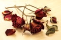 Dried Dead Roses