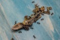 Dried dead small lizard Royalty Free Stock Photo