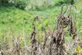 Dried dead Solanum quitoense or lulo plant after the fire in nature during the daytime Royalty Free Stock Photo