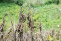 Dried dead Solanum quitoense or lulo plant after the fire in nature during the daytime Royalty Free Stock Photo