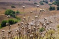 Dried dead sunflowers and vast mountain landscape with green trees, blue sky, and clouds at Chino Hills State Park