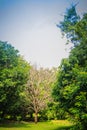 Dried dead tree is standing among green life trees under blue sk Royalty Free Stock Photo