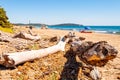 Dried dead tree trunks lying on the sea beach sand in Tenda Gialla, Province of Grosseto, Tuscany Royalty Free Stock Photo