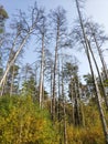 Dried, dead trees in the forest. dry pine trees