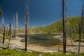 Dried Dead Trees Surround Cluster Lakes