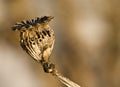 Dried and decayed flower