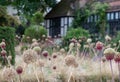 Dried and decaying Allium flower seed heads, photographed in mid summer in RHS Wisley garden, Surrey, UK Royalty Free Stock Photo