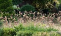 Dried and decaying Allium flower seed heads, photographed in mid summer in RHS Wisley garden, Surrey, UK Royalty Free Stock Photo