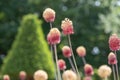 Dried and decaying Allium flower seed heads, photographed in mid summer in RHS Wisley garden, Surrey, UK Royalty Free Stock Photo