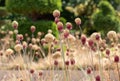 Dried and decaying Allium flower seed heads, photographed in mid summer in RHS Wisley garden, Surrey, UK Royalty Free Stock Photo