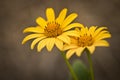 Dried deflorate Doronicum Royalty Free Stock Photo