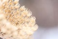 Dried Dill Macro Royalty Free Stock Photo