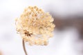 Dried Dill Seed Head Royalty Free Stock Photo