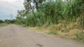 Dried dirt in country road