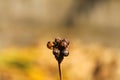 dried drupe flowers