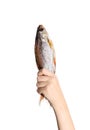 Dried dry fish ram, roach, bream, flatfish are held by female hand on a white background. Beer snack Royalty Free Stock Photo