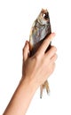 Dried dry fish ram, roach, bream, flatfish are held by female hand on a white background isolated Royalty Free Stock Photo