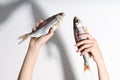 Dried dry fish ram, roach, bream, flatfish are held by female hands on a white background. Beer snack Royalty Free Stock Photo