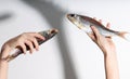 Dried dry fish ram, roach, bream, flatfish are held by female hands on a white background. Beer snack Royalty Free Stock Photo