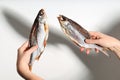 Dried dry fish ram, roach, bream, flatfish are held by female hands on a white background. Beer snack Royalty Free Stock Photo