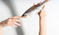 Dried dry fish taranka, ram, roach, bream, flatfish are held by female hands on a white background Royalty Free Stock Photo